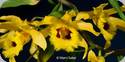 Dendrobium hookerianum